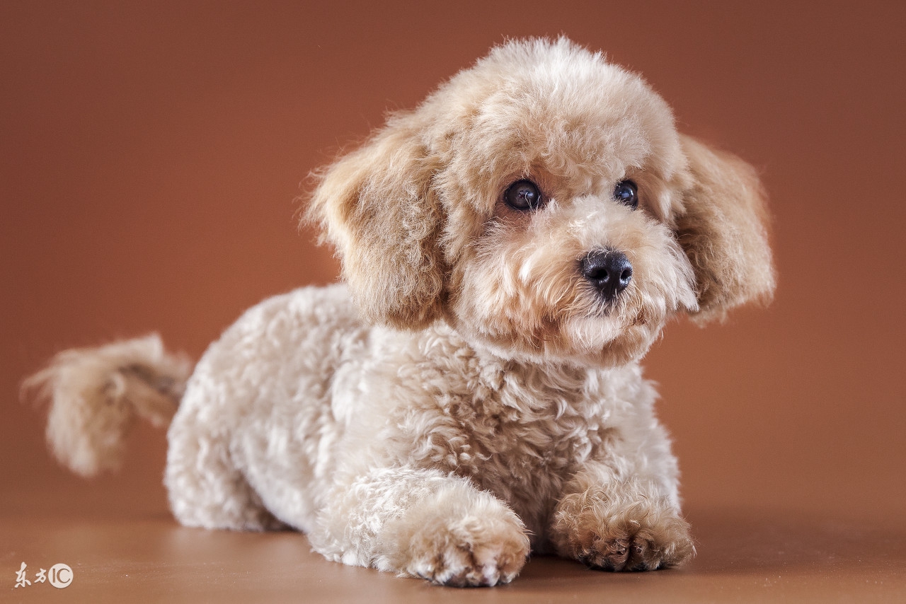 泰迪二三个月幼犬喂养注意事项,半个月大的泰迪幼犬怎么正确饲养