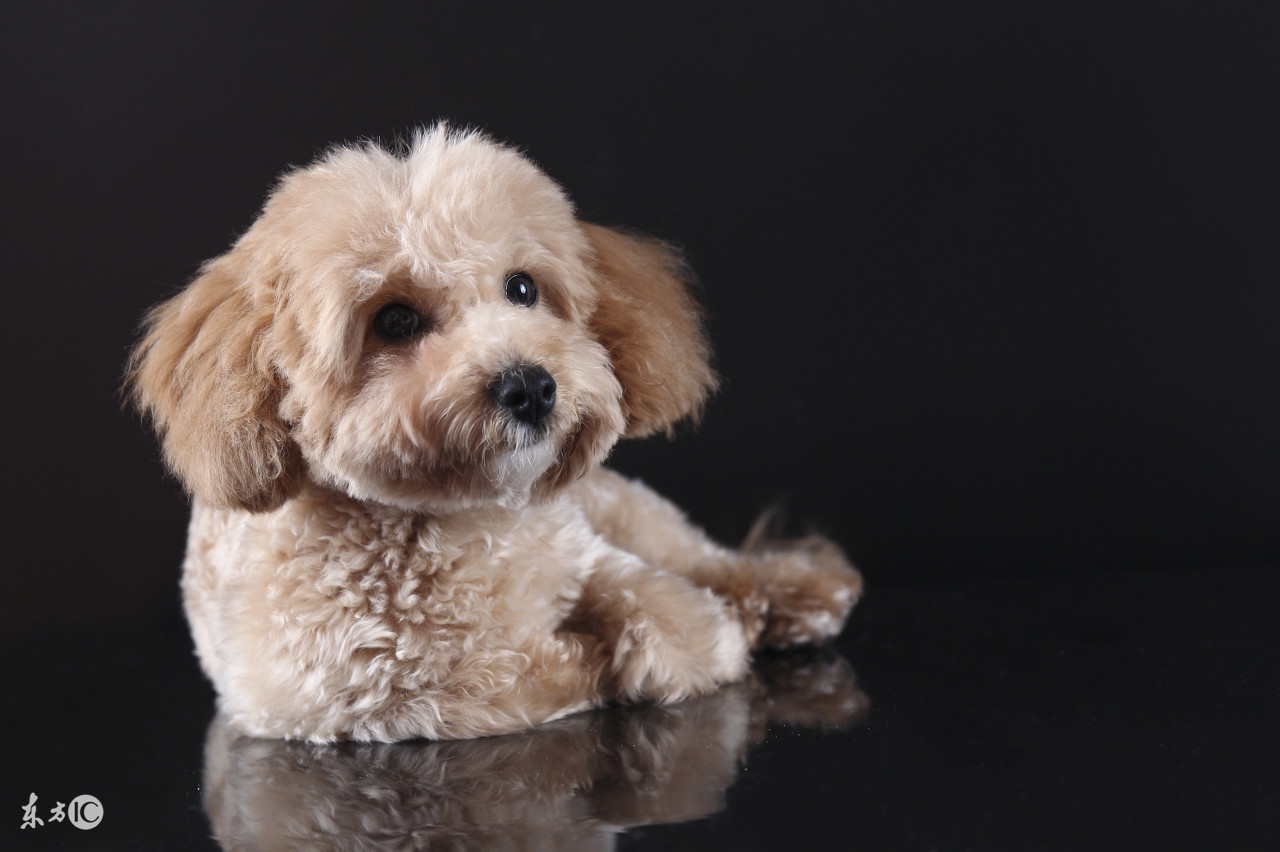 泰迪二三个月幼犬喂养注意事项,半个月大的泰迪幼犬怎么正确饲养