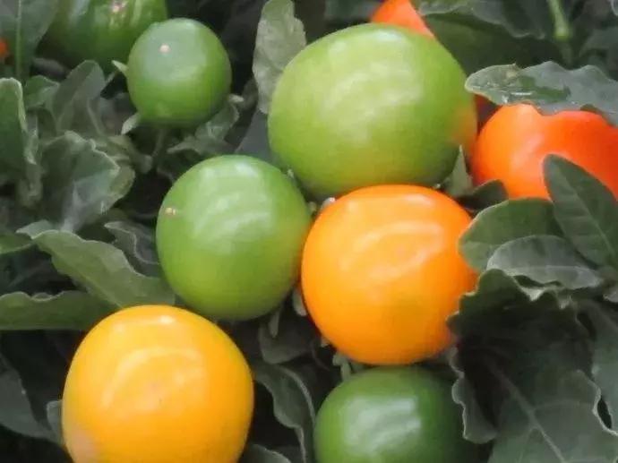 金弹子和珊瑚珠区别,金弹子和金豆是一个品种吗