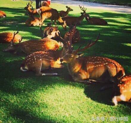 萌萌的日本奈良鹿,奈良鹿长什么样