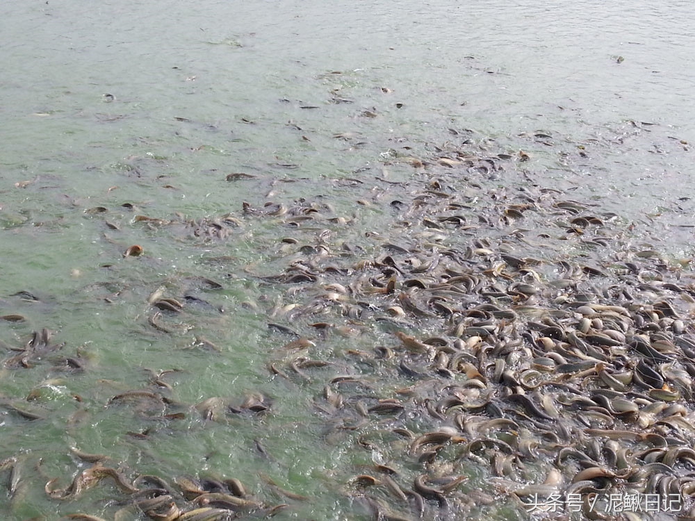 泥鳅养殖哪里好养,泥鳅养殖的十大陷阱