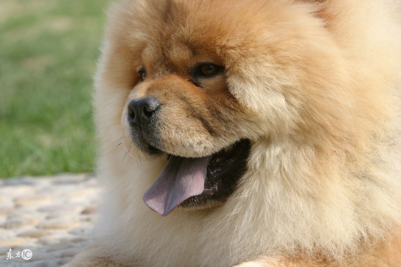 松狮犬属于什么类型的犬,松狮犬是什么类型的狗狗