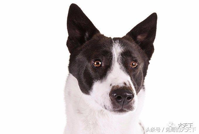 大型迦南犬,你不认识的宠物