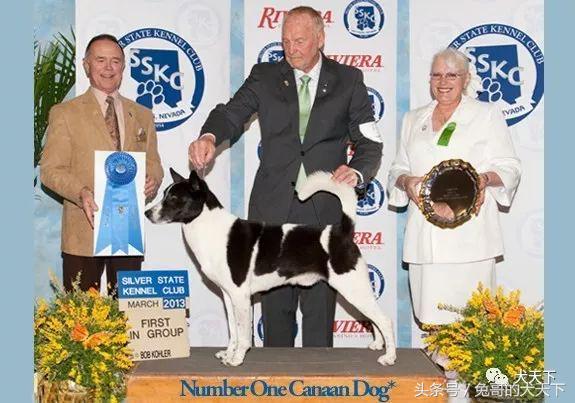 大型迦南犬,你不认识的宠物