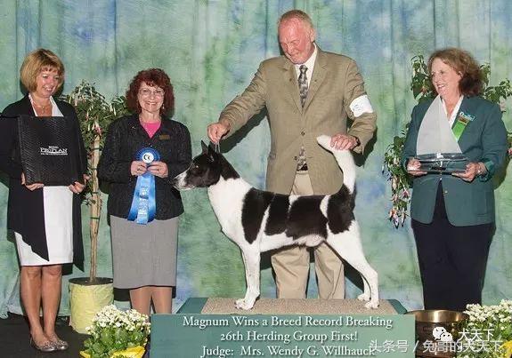 大型迦南犬,你不认识的宠物