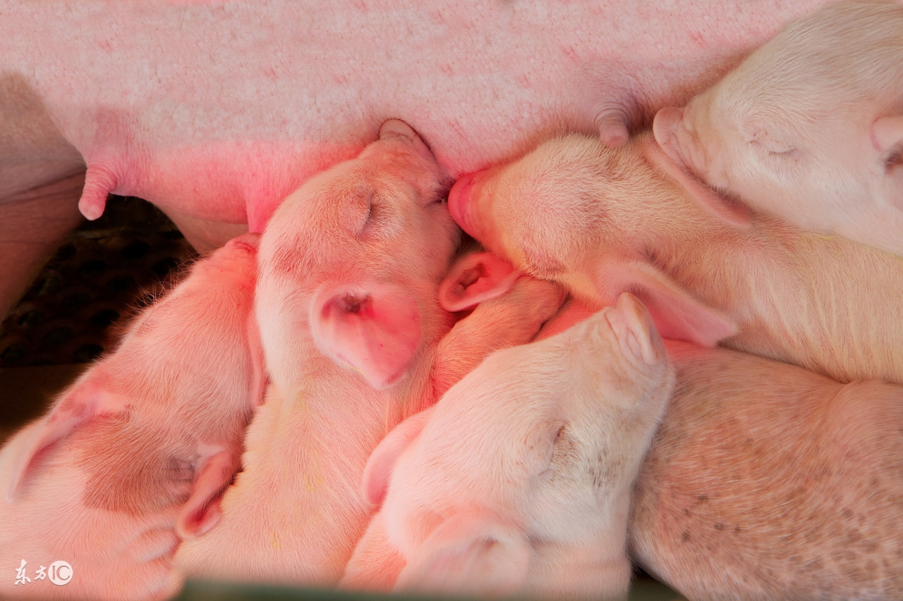 母猪怎样预防不孕,导致母猪不育最常见的原因