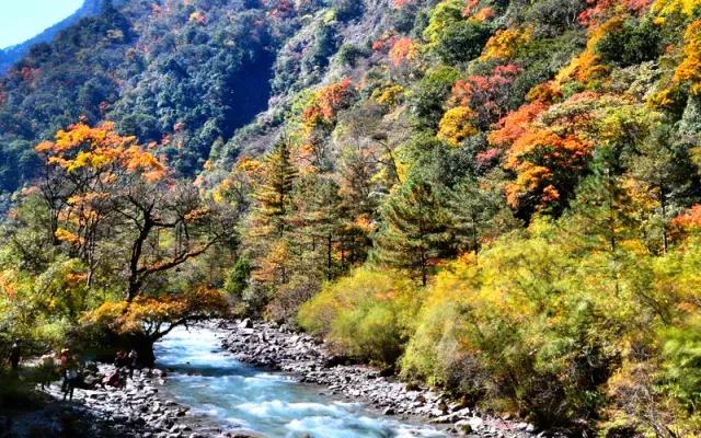 四川看红叶最佳地方自驾游,四川彩林红叶最佳观赏地点
