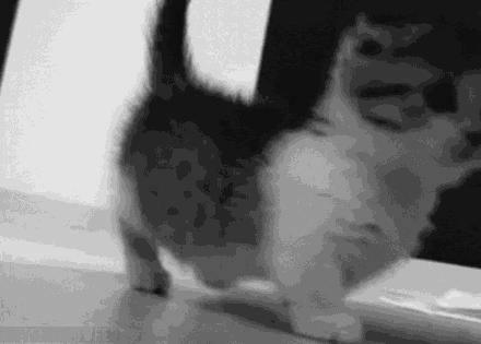 怎么照顾小奶猫最好,照顾小奶猫