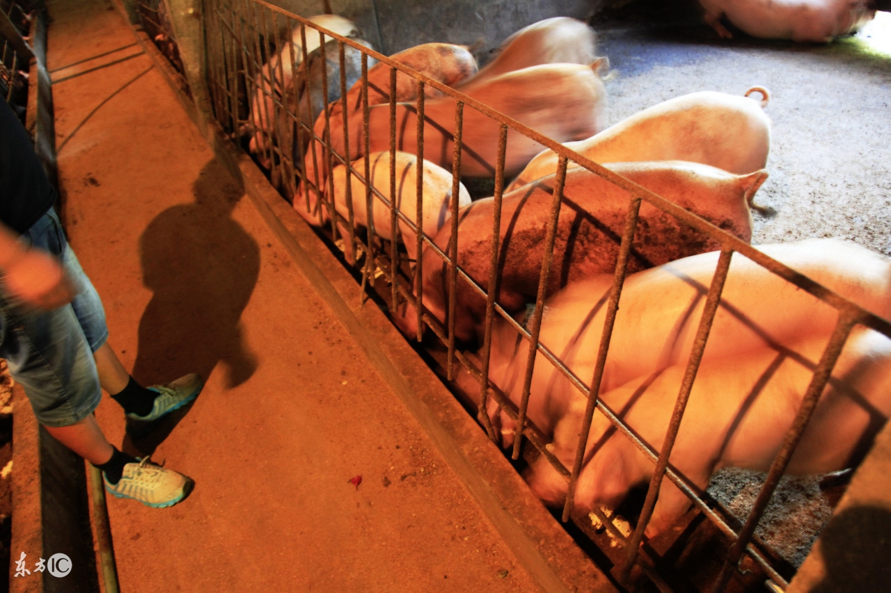 比较专业的《配种作业指导书》，非常适合养猪初学者学习！