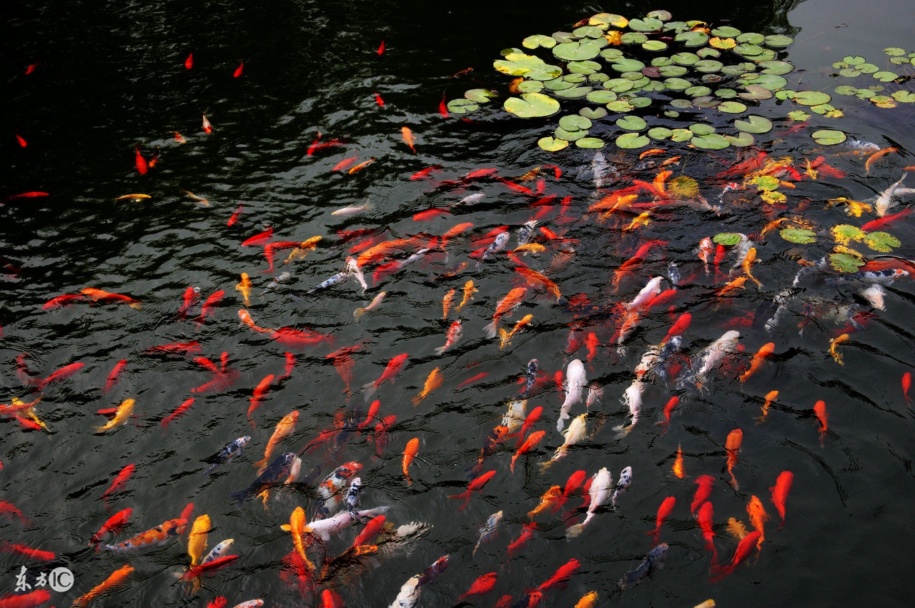锦鲤鱼池生态过滤,锦鲤底滤缸造景
