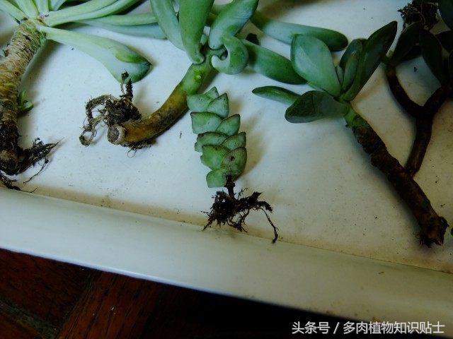 度夏多肉怎么保养,度夏简单的多肉