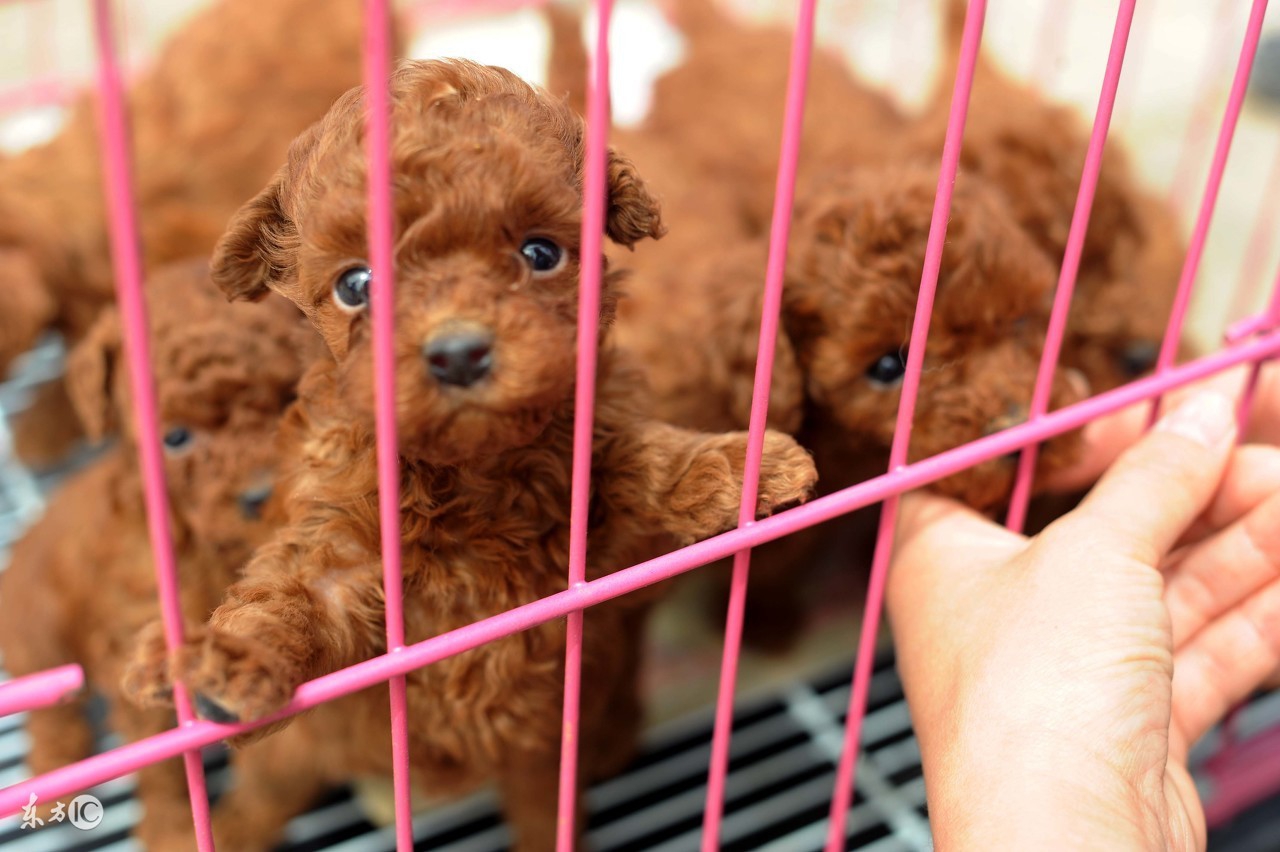泰迪二三个月幼犬喂养注意事项,半个月大的泰迪幼犬怎么正确饲养
