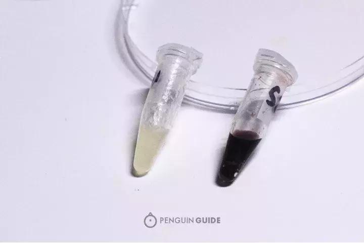 蓝鳍金枪鱼辨别真假,蓝鳍金枪鱼大腹如何辨认真假