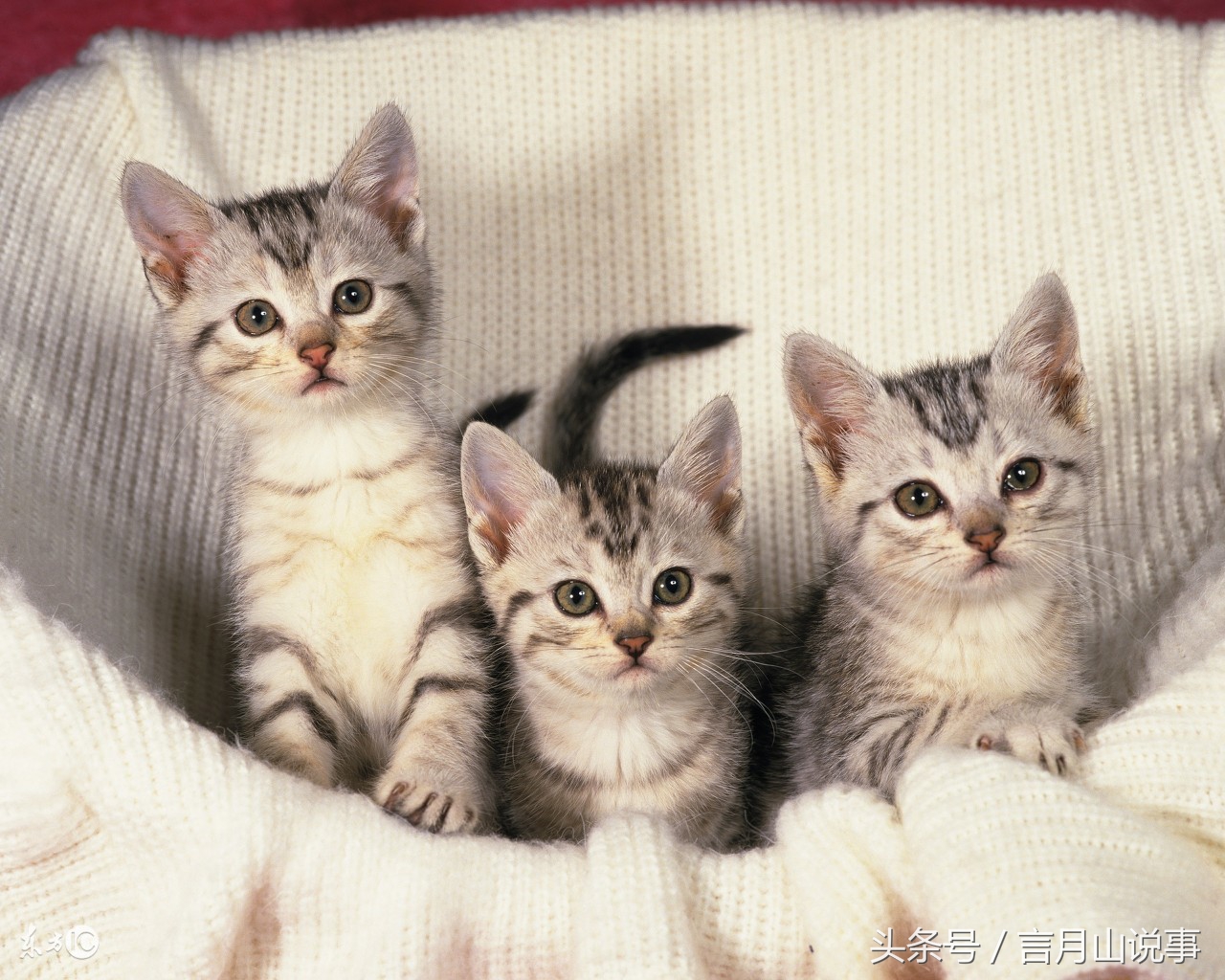 共享猫咪可以用吗,共享猫咪9.9元租一天