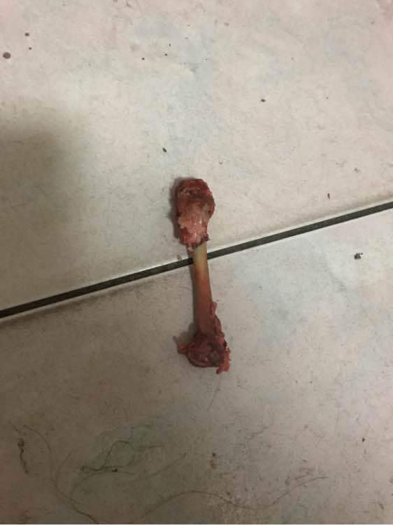 金毛掉了3颗牙,金毛啃骨头把牙齿啃掉了