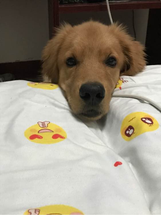 金毛掉了3颗牙,金毛啃骨头把牙齿啃掉了