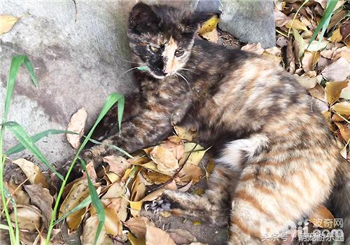 治猫腹水最快的偏方,猫炎症性腹水怎么治疗