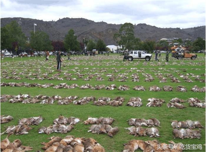 美味的兔子在澳洲成了祸害，澳大利亚人苦不堪言