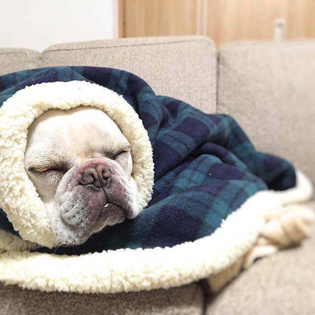 法国斗牛犬怎么护理皮肤,法国斗牛犬冬天要穿衣服吗