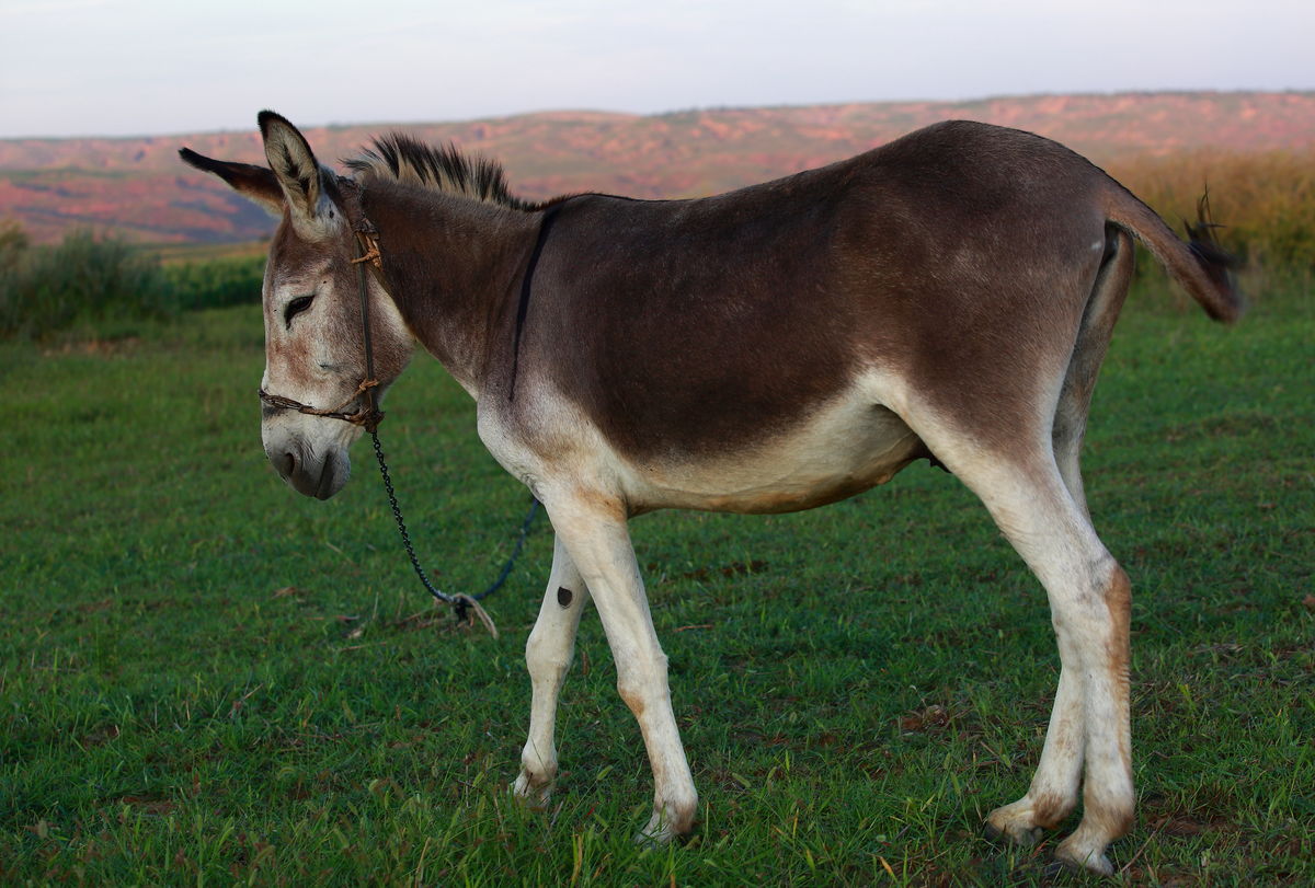 天上龙肉地下驴肉怎么吃,传统美食天上龙肉地下驴肉
