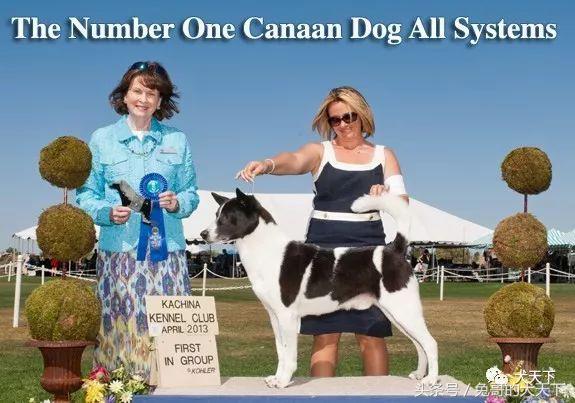 大型迦南犬,你不认识的宠物