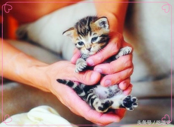 如何区分小猫身上是蜱虫还是跳蚤,如何区分小猫包子脸