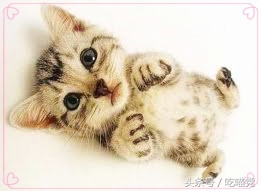 如何区分小猫身上是蜱虫还是跳蚤,如何区分小猫包子脸