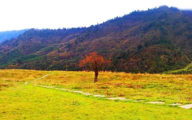 四川看红叶最佳地方自驾游,四川彩林红叶最佳观赏地点