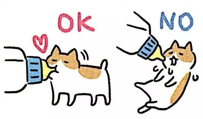 怎么照顾小奶猫最好,照顾小奶猫