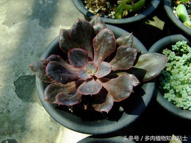 度夏多肉怎么保养,度夏简单的多肉