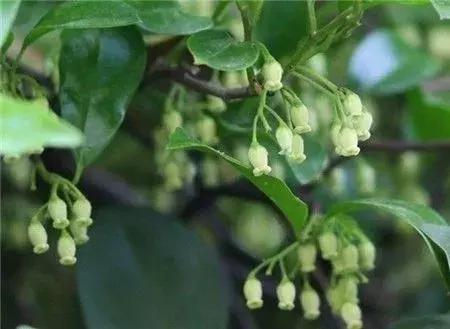 金弹子和珊瑚珠区别,金弹子和金豆是一个品种吗