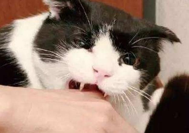 宠物美容师都需要负责做什么,宠物美容师这个行业真的是太累了