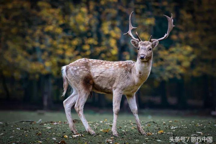 萌萌的日本奈良鹿,奈良鹿长什么样