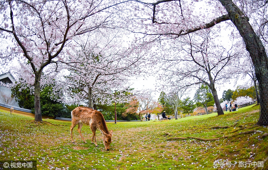 萌萌的日本奈良鹿,奈良鹿长什么样