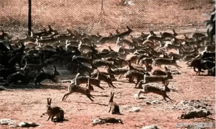 美味的兔子在澳洲成了祸害，澳大利亚人苦不堪言