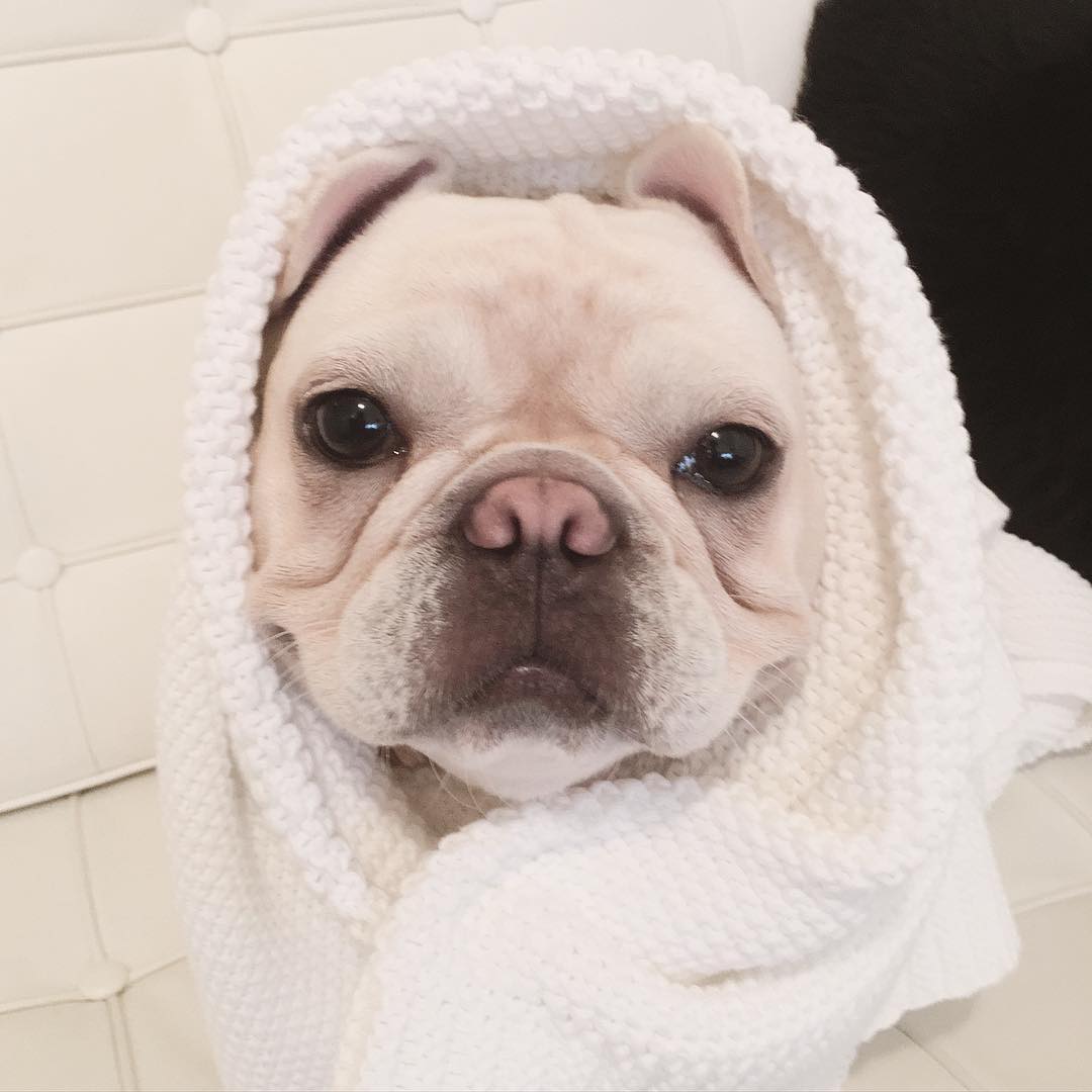 法国斗牛犬怎么护理皮肤,法国斗牛犬冬天要穿衣服吗