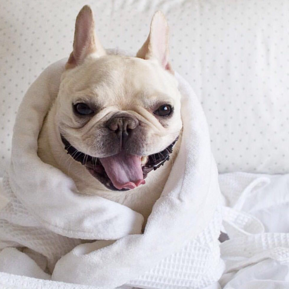 法国斗牛犬怎么护理皮肤,法国斗牛犬冬天要穿衣服吗