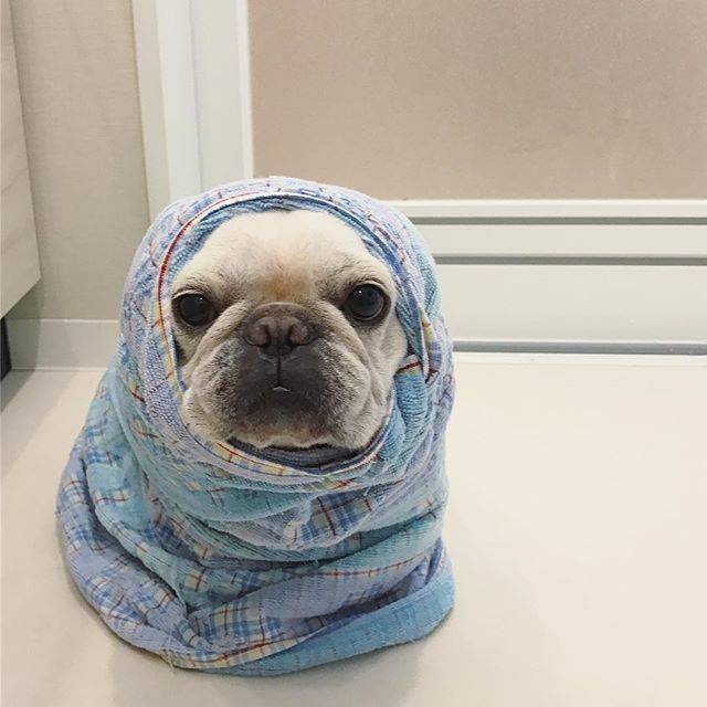 法国斗牛犬怎么护理皮肤,法国斗牛犬冬天要穿衣服吗