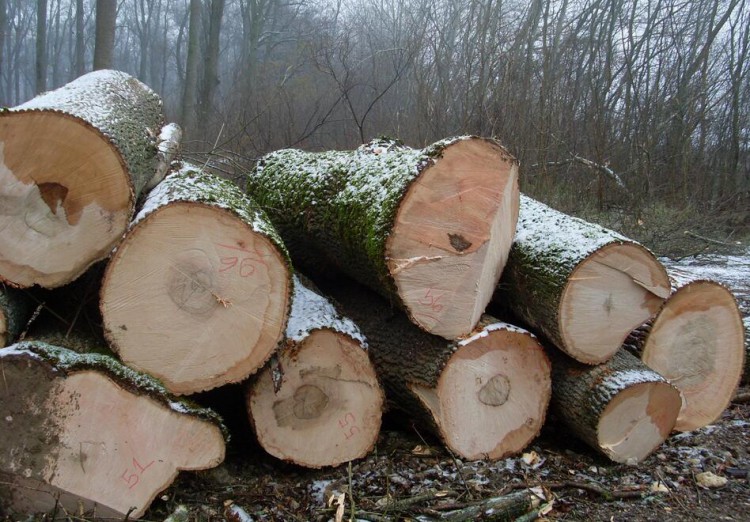 楠木做家具好还是白腊木好白蜡木用来做家具怎么样?