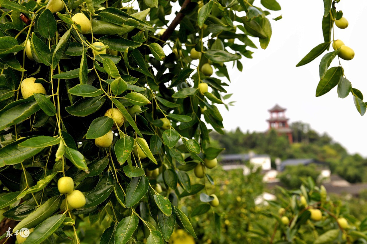 枣树栽培技术枣的生长结果习性