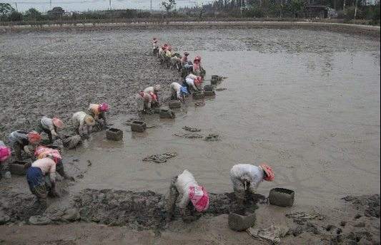 汉寿县甲鱼产业发展建议,甲鱼养殖业现状图