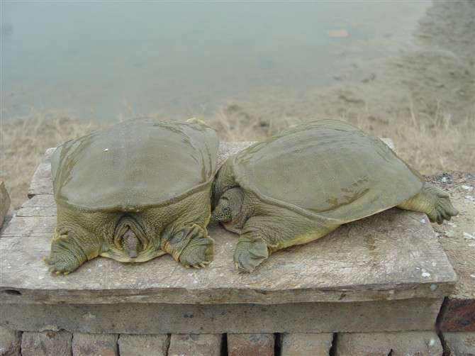 汉寿县甲鱼产业发展建议,甲鱼养殖业现状图