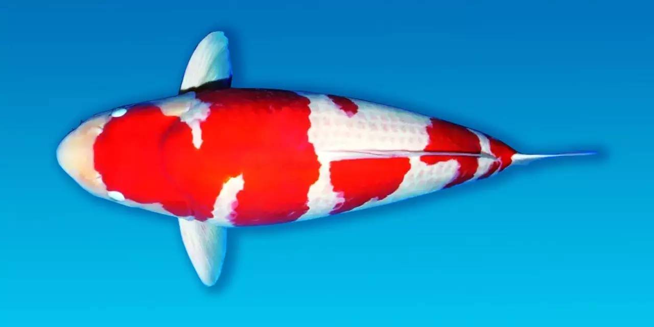 锦鲤鱼池生态过滤,锦鲤底滤缸造景