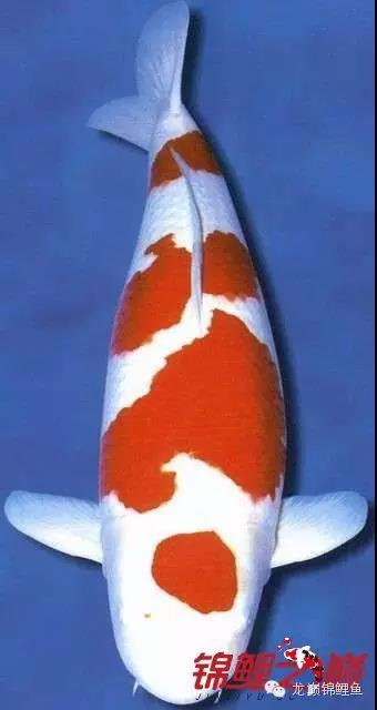 锦鲤鱼池生态过滤,锦鲤底滤缸造景