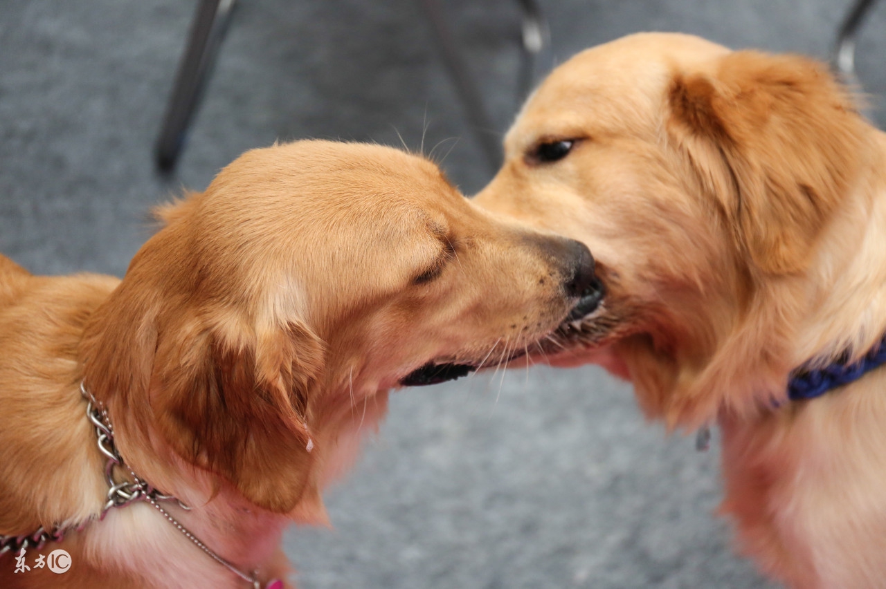 被狗狗咬了该怎么处理,被狗狗咬了要注意哪些事项