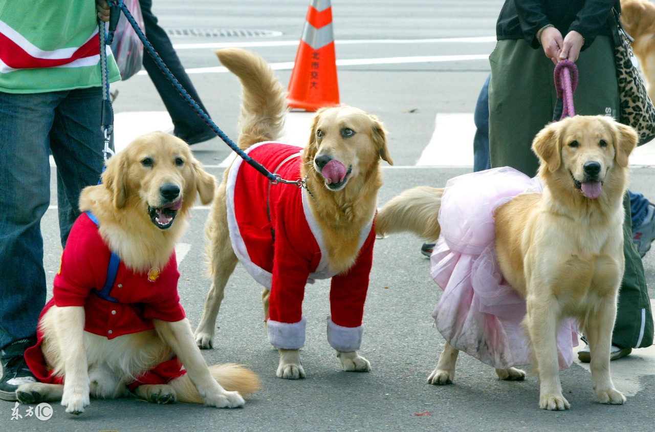 狗狗的衣服怎么做无需剪刀,狗狗的衣服泰迪自制