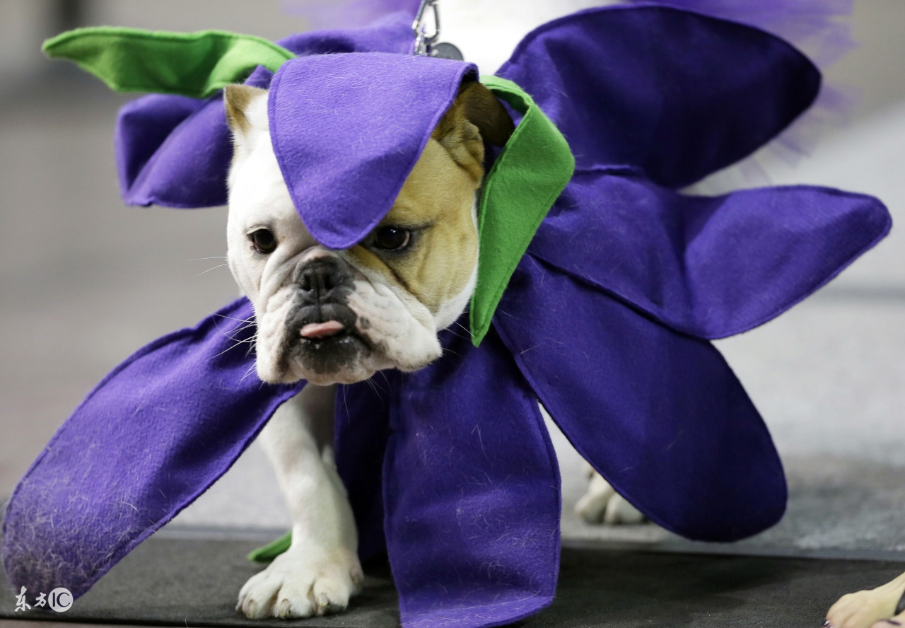 狗狗的衣服怎么做无需剪刀,狗狗的衣服泰迪自制