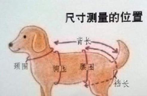 狗狗的衣服怎么做无需剪刀,狗狗的衣服泰迪自制