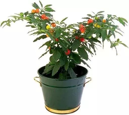 金弹子和珊瑚珠区别,金弹子和金豆是一个品种吗