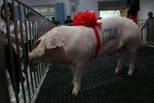 湖北一*猪种**拍出6.8万元——第十七届中国武汉*猪种**拍卖会硕果满枝